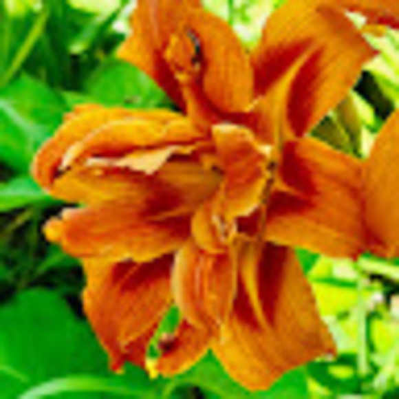 pollinatorrn